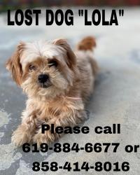Lost Female Dog last seen Wethersfield, close to the lakes, Santee, CA 92071