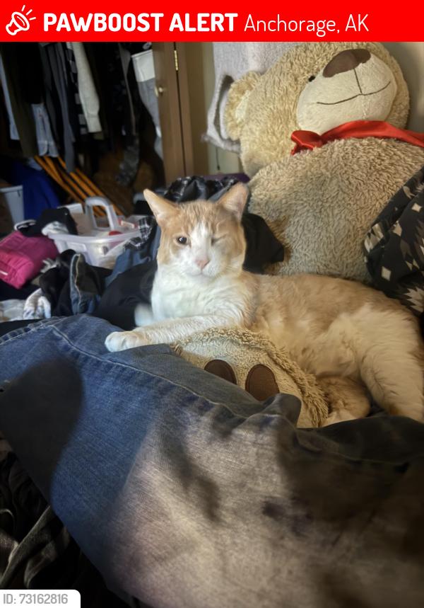 Lost Male Cat last seen 34th and Euerka St, near outback., Anchorage, AK 99503