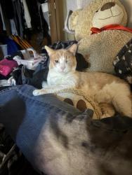 Lost Male Cat last seen 34th and Euerka St, near outback., Anchorage, AK 99503