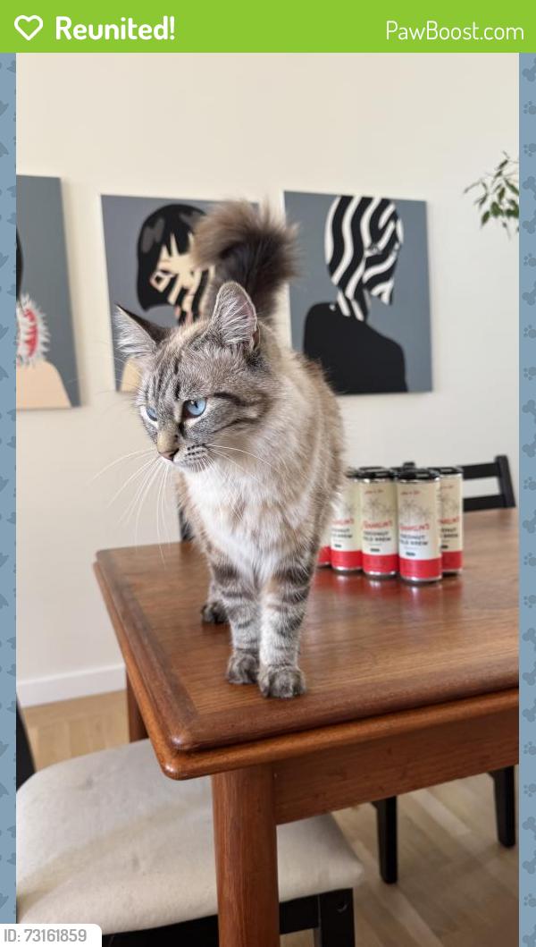 Reunited Female Cat last seen Lynx Point, San Francisco, CA 94107