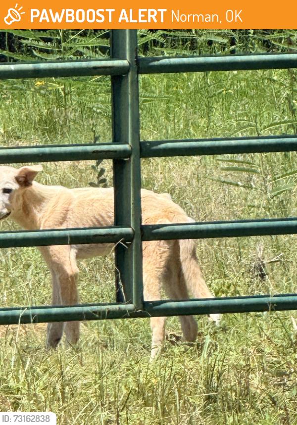 Found/Stray Unknown Dog last seen 168th / Cedar Ln between 180th & 192nd, Norman, OK 73026
