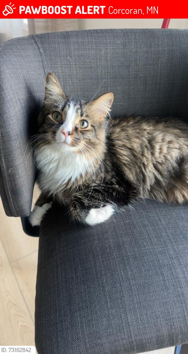 Lost Male Cat last seen near 6767 Tamarack Ln, Corcoran, MN 55340
