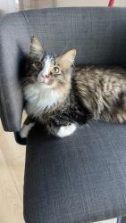 Lost Male Cat last seen near 6767 Tamarack Ln, Corcoran, MN 55340