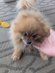 Reunited Female Dog last seen Applegate Dr, Tallyho Dr, Sacramento, CA 95826
