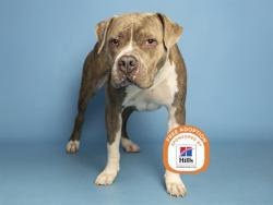 Shelter Stray Male Dog last seen ALMA SCHOOL/RIO SALADO, 5501 E Van Buren St, Phoenix, AZ 85008, USA