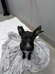 Shelter Stray Male Dog last seen Near BLOCK W CAREY AVE, NORTH LAS VEGAS NV 89030, 655 N Mojave Rd, Las Vegas, NV 89101, USA