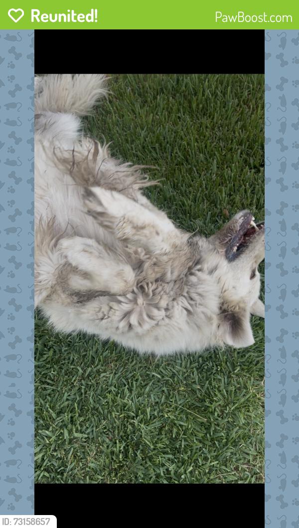 Reunited Female Dog last seen Grant Ave, San Bernardino, CA 92324