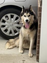 Found/Stray Male Dog last seen Amberton Dr and Lantana Dr, Smyrna, TN 37167