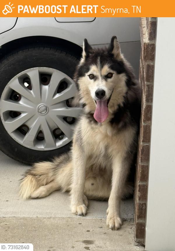Found/Stray Male Dog last seen Amberton Dr and Lantana Dr, Smyrna, TN 37167