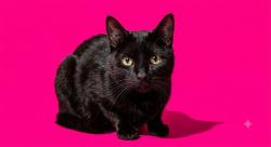 Shelter Stray Female Cat last seen Near BLOCK TOMAHAWK LAKE DR, 2020 Forest St, Jacksonville, FL 32204, USA