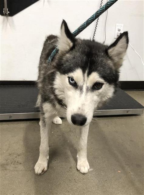 Shelter Stray Female Dog last seen Near BLOCK E CLAY AVE, FRESNO CA 93702 1217, 5277 E Airways Blvd, Fresno, CA 93727, USA