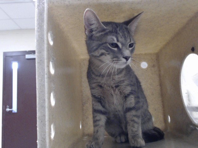 Shelter Stray Male Cat last seen Near BLOCK SHUMONT DR, FAYETTEVILLE NC 28314, 4704 Corporation Dr, Fayetteville, NC 28306, USA