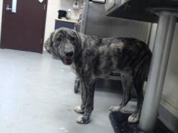 Shelter Stray Male Dog last seen , 4704 Corporation Dr, Fayetteville, NC 28306, USA