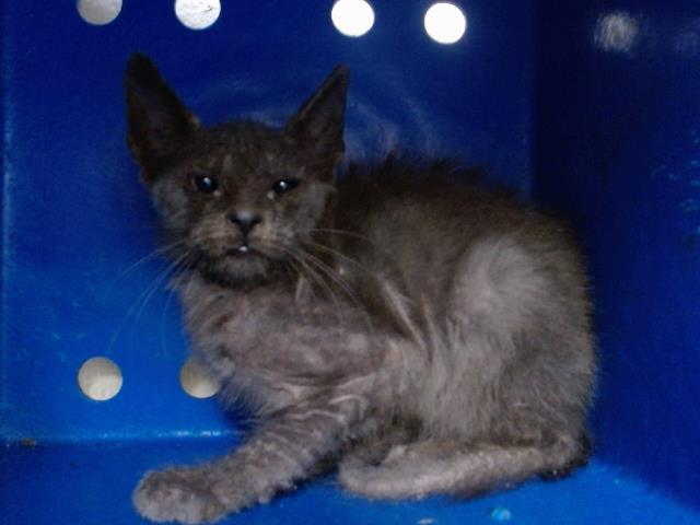 Shelter Stray Male Cat last seen , 2769 Conroy Rd, Orlando, FL 32839, USA