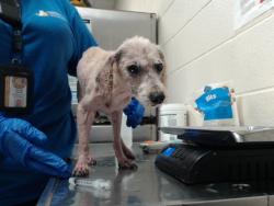 Shelter Stray Male Dog last seen , 4704 Corporation Dr, Fayetteville, NC 28306, USA