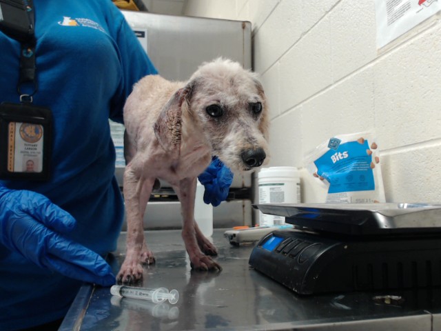 Shelter Stray Male Dog last seen , 4704 Corporation Dr, Fayetteville, NC 28306, USA