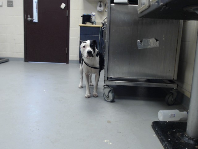 Shelter Stray Female Dog last seen Near BLOCK BENNETT DR, FAYETTEVILLE NC 28301, 4704 Corporation Dr, Fayetteville, NC 28306, USA