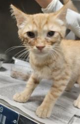 Shelter Stray Male Cat last seen Near BLOCK W OAKLAND AVE, HEMET CA 92543, 581 S Grand Ave, San Jacinto, CA 92582, USA