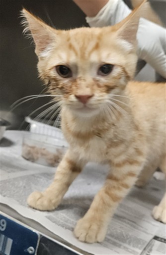 Shelter Stray Male Cat last seen Near BLOCK W OAKLAND AVE, HEMET CA 92543, 581 S Grand Ave, San Jacinto, CA 92582, USA