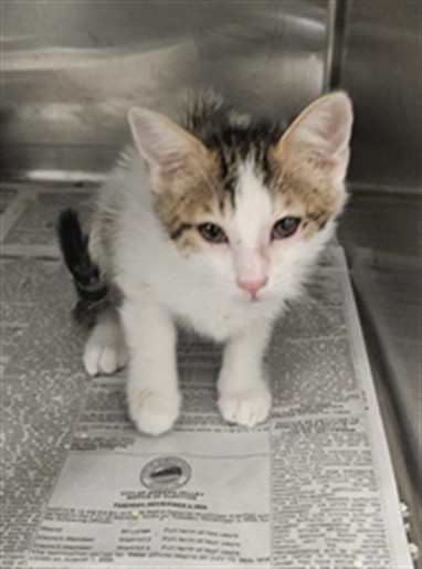 Shelter Stray Male Cat last seen Near BLOCK W OAKLAND AVE, HEMET CA 92543, 581 S Grand Ave, San Jacinto, CA 92582, USA