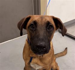 Shelter Stray Male Dog last seen Near BLOCK IDYLLWILD DR, SAN JACINTO, CA, 581 S Grand Ave, San Jacinto, CA 92582, USA