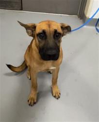 Shelter Stray Female Dog last seen Near BLOCK IDYLLWILD DR, SAN JACINTO, CA, 581 S Grand Ave, San Jacinto, CA 92582, USA