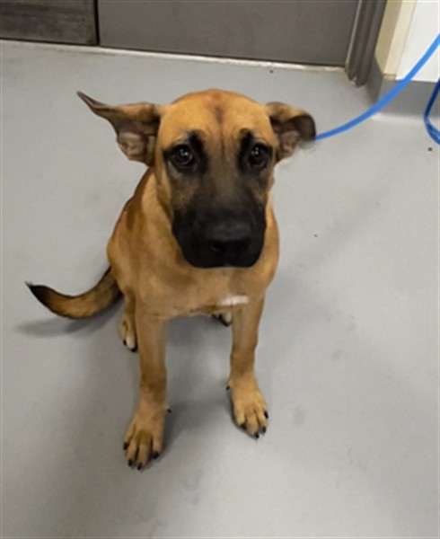 Shelter Stray Female Dog last seen Near BLOCK IDYLLWILD DR, SAN JACINTO, CA, 581 S Grand Ave, San Jacinto, CA 92582, USA