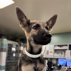 Shelter Stray Female Dog last seen CALIFORNIA AVE /DEVONSHIRE AVE, HEMET, CA, 92545, 581 S Grand Ave, San Jacinto, CA 92582, USA