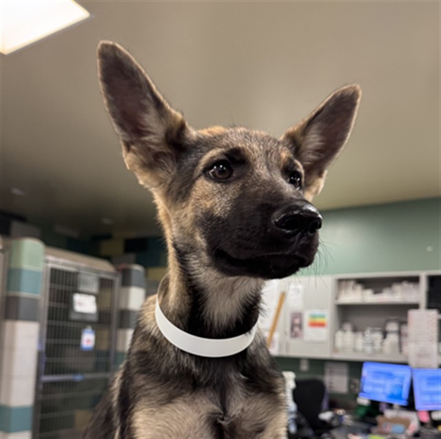 Shelter Stray Female Dog last seen CALIFORNIA AVE /DEVONSHIRE AVE, HEMET, CA, 92545, 581 S Grand Ave, San Jacinto, CA 92582, USA