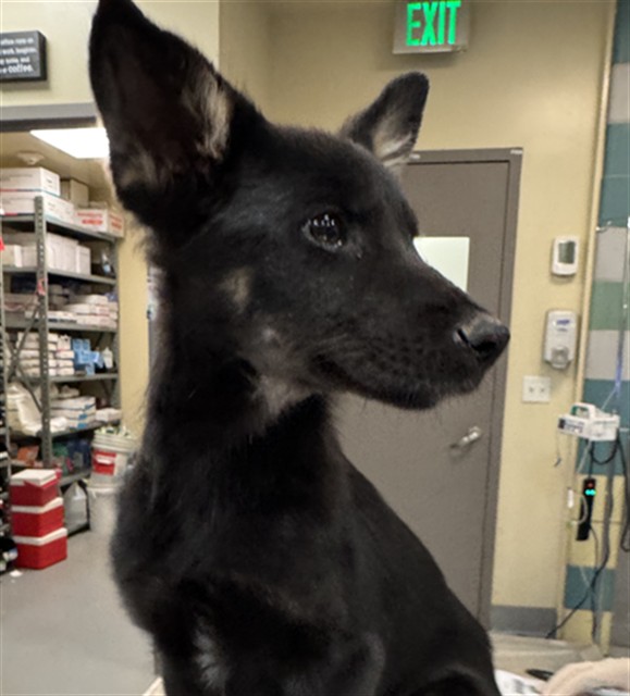 Shelter Stray Female Dog last seen CALIFORNIA AVE /DEVONSHIRE AVE, HEMET, CA, 92545, 581 S Grand Ave, San Jacinto, CA 92582, USA
