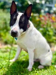 Shelter Stray Male Dog last seen Near BLOCK LOGAN ST, 3528 Newburg Rd, Louisville, KY 40218, USA