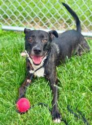 Shelter Stray Male Dog last seen Near BLOCK TAYLORSVILLE RD, 3528 Newburg Rd, Louisville, KY 40218, USA