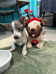 Shelter Stray Male Dog last seen Near BLOCK MAIZE CT, 3528 Newburg Rd, Louisville, KY 40218, USA