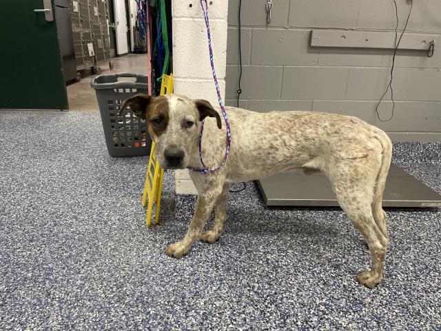 Shelter Stray Male Dog last seen Near BLOCK AVENUE 54, COACHELLA, CA, 72050 Pet Land Pl, Thousand Palms, CA 92276, USA