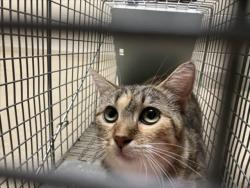 Shelter Stray Female Cat last seen ART RD, CEDAR GROVE, NC, 1601 Eubanks Rd, Chapel Hill, NC 27516, USA