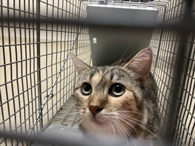 Shelter Stray Female Cat last seen ART RD, CEDAR GROVE, NC, 1601 Eubanks Rd, Chapel Hill, NC 27516, USA
