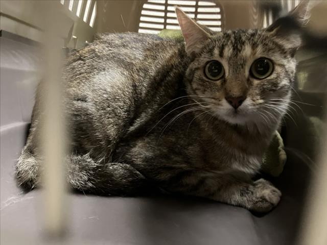 Shelter Stray Female Cat last seen ART RD, CEDAR GROVE, NC, 1601 Eubanks Rd, Chapel Hill, NC 27516, USA