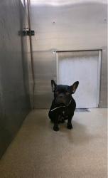 Shelter Stray Female Dog last seen , 38550 Sierra Hwy, Palmdale, CA 93550, USA