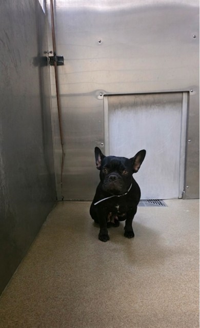 Shelter Stray Female Dog last seen , 38550 Sierra Hwy, Palmdale, CA 93550, USA
