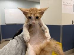Shelter Stray Male Cat last seen Near BLOCK NW 124 CT, 3599 NW 79th Ave, Doral, FL 33122, USA
