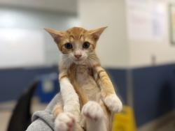 Shelter Stray Male Cat last seen Near BLOCK NW 124 CT, 3599 NW 79th Ave, Doral, FL 33122, USA