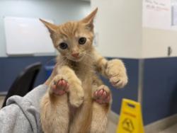 Shelter Stray Male Cat last seen Near BLOCK NW 124 CT, 3599 NW 79th Ave, Doral, FL 33122, USA