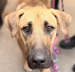 Shelter Stray Male Dog last seen , 4000 N Silverbell Rd, Tucson, AZ 85745, USA