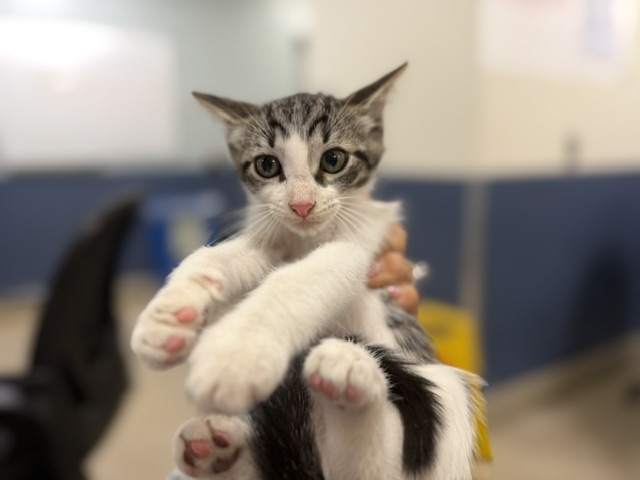 Shelter Stray Male Cat last seen Near BLOCK NW 124 CT, 3599 NW 79th Ave, Doral, FL 33122, USA