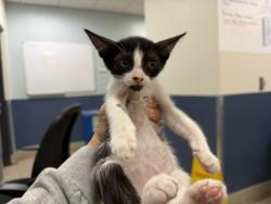 Shelter Stray Female Cat last seen Near BLOCK NW 124 CT, 3599 NW 79th Ave, Doral, FL 33122, USA