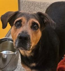 Shelter Stray Female Dog last seen , 4000 N Silverbell Rd, Tucson, AZ 85745, USA