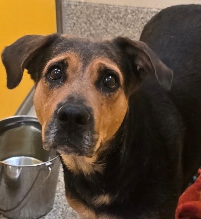 Shelter Stray Female Dog last seen , 4000 N Silverbell Rd, Tucson, AZ 85745, USA