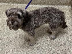 Shelter Stray Male Dog last seen Near BLOCK SETTLERS TER, COLORADO SPRINGS CO 80917, 610 Abbot Ln, Colorado Springs, CO 80905, USA