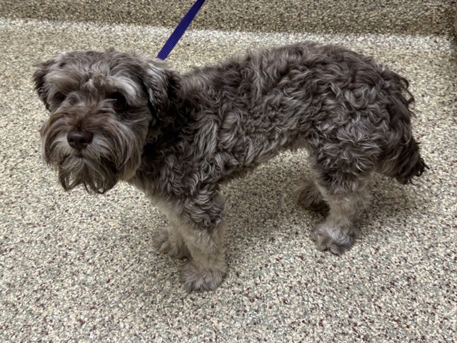 Shelter Stray Male Dog last seen Near BLOCK SETTLERS TER, COLORADO SPRINGS CO 80917, 610 Abbot Ln, Colorado Springs, CO 80905, USA