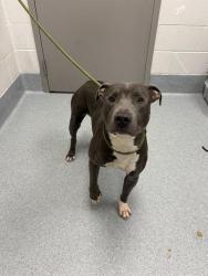 Shelter Stray Male Dog last seen Near, 2600 S Harding St, Indianapolis, IN 46221, USA